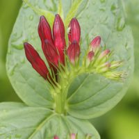 Indian pink wildflower