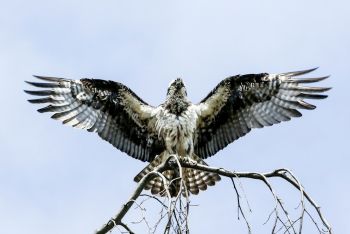 A bird of prey hovers over a branch