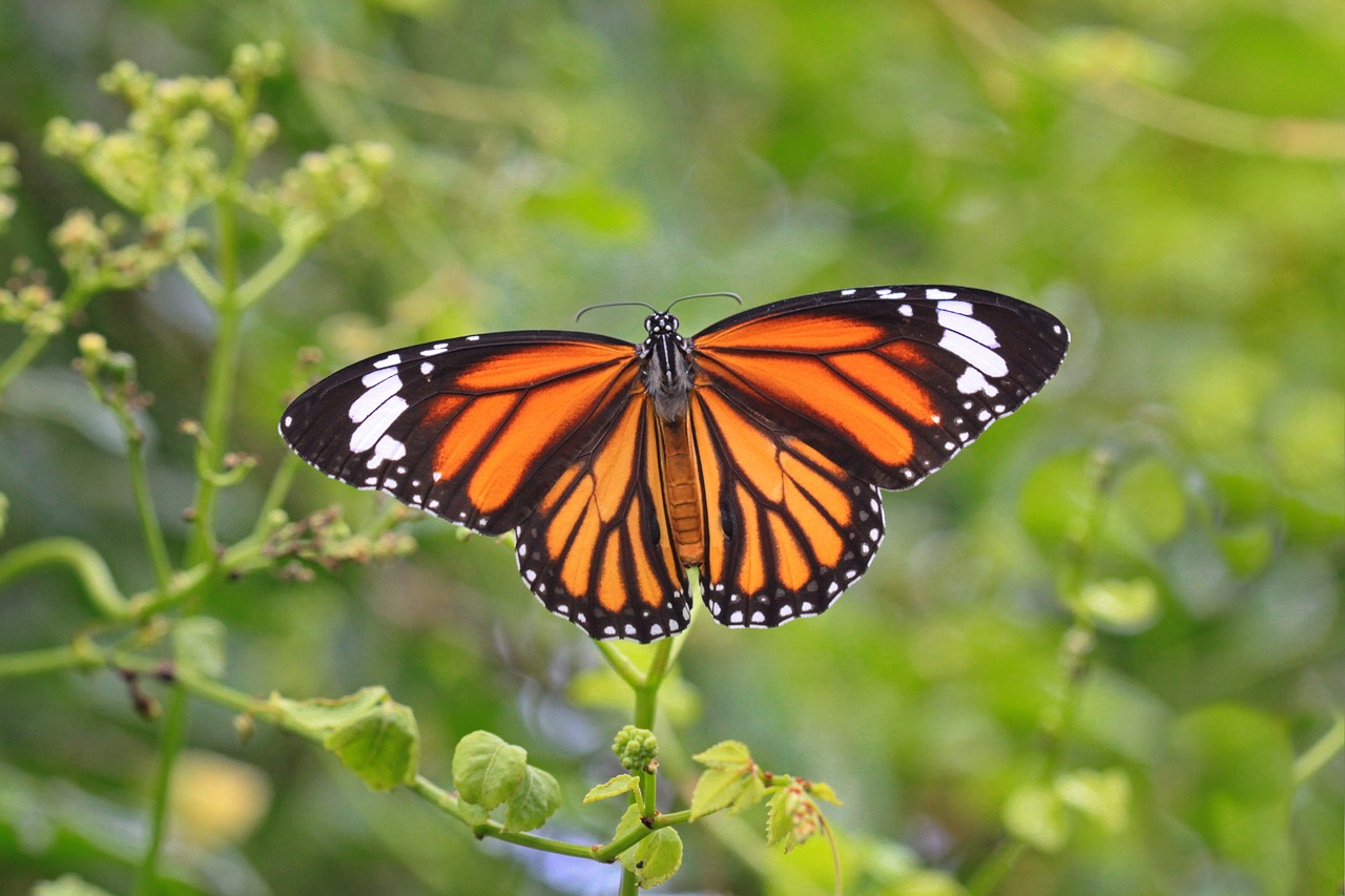 butterfly