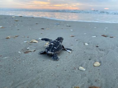 Sea Turtles