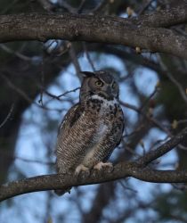 Owl in a sugargum tree