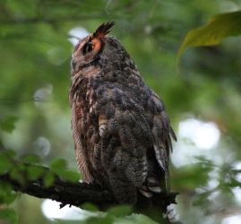 Owl with green background