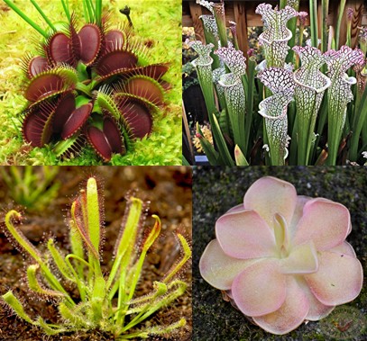 Four species of carnivorous plants: a venus fly trap, sarracenia, sundew, and butterwort.