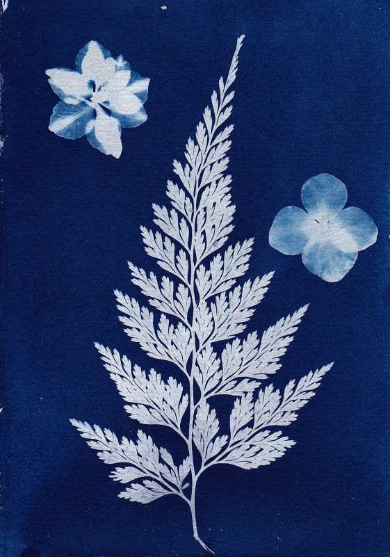 An example of cyanotype printing