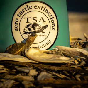 Sea Turtle Rescue Alliance