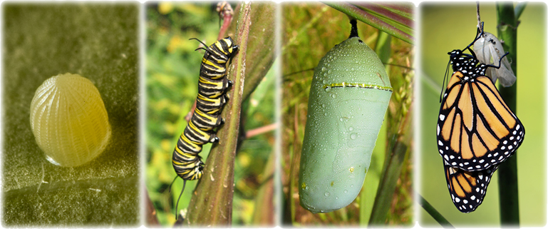 Image showing the lifecycle stages of a monarch butterfly from egg to caterpillar to butterfly.