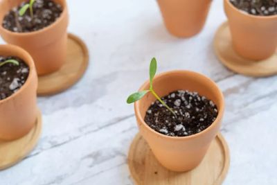 Seedling in a pot