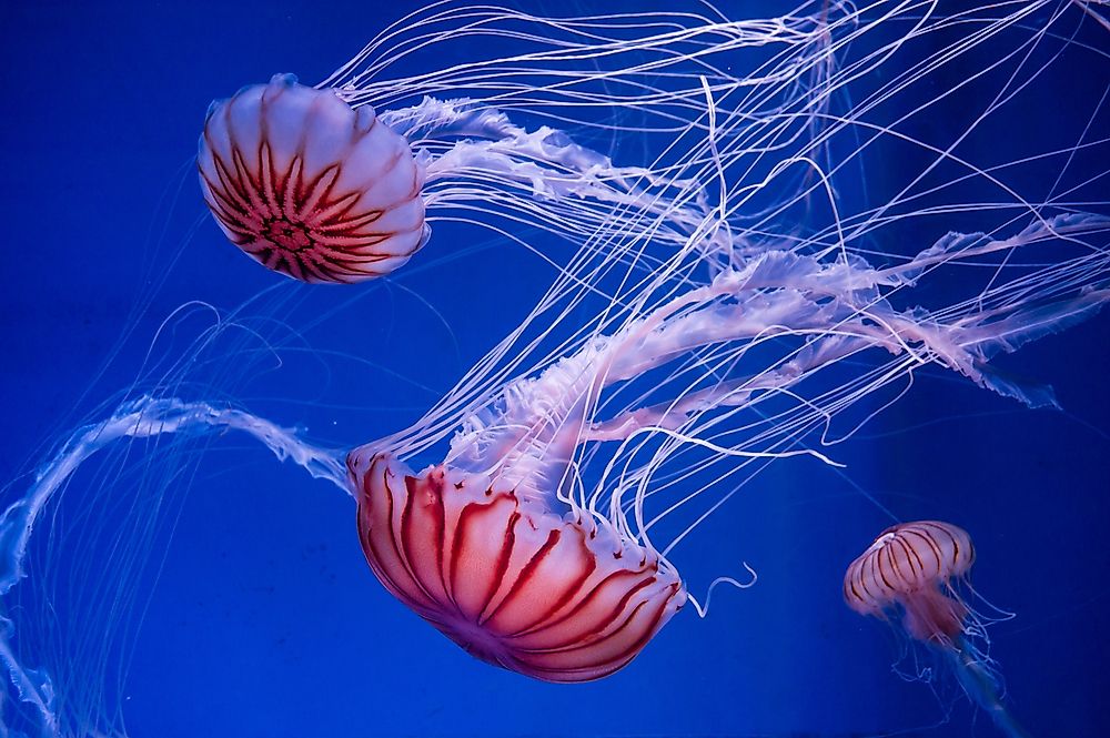 jellyfish