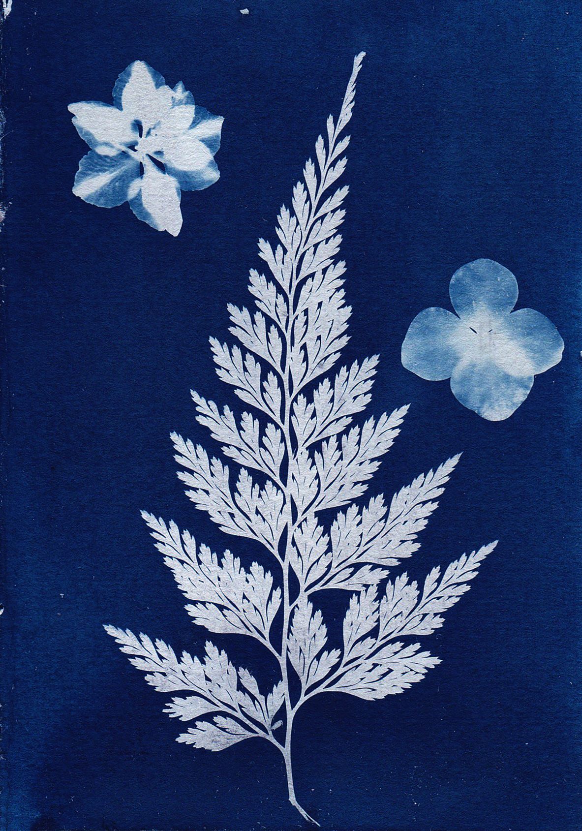 blueprint image of a fern leaf