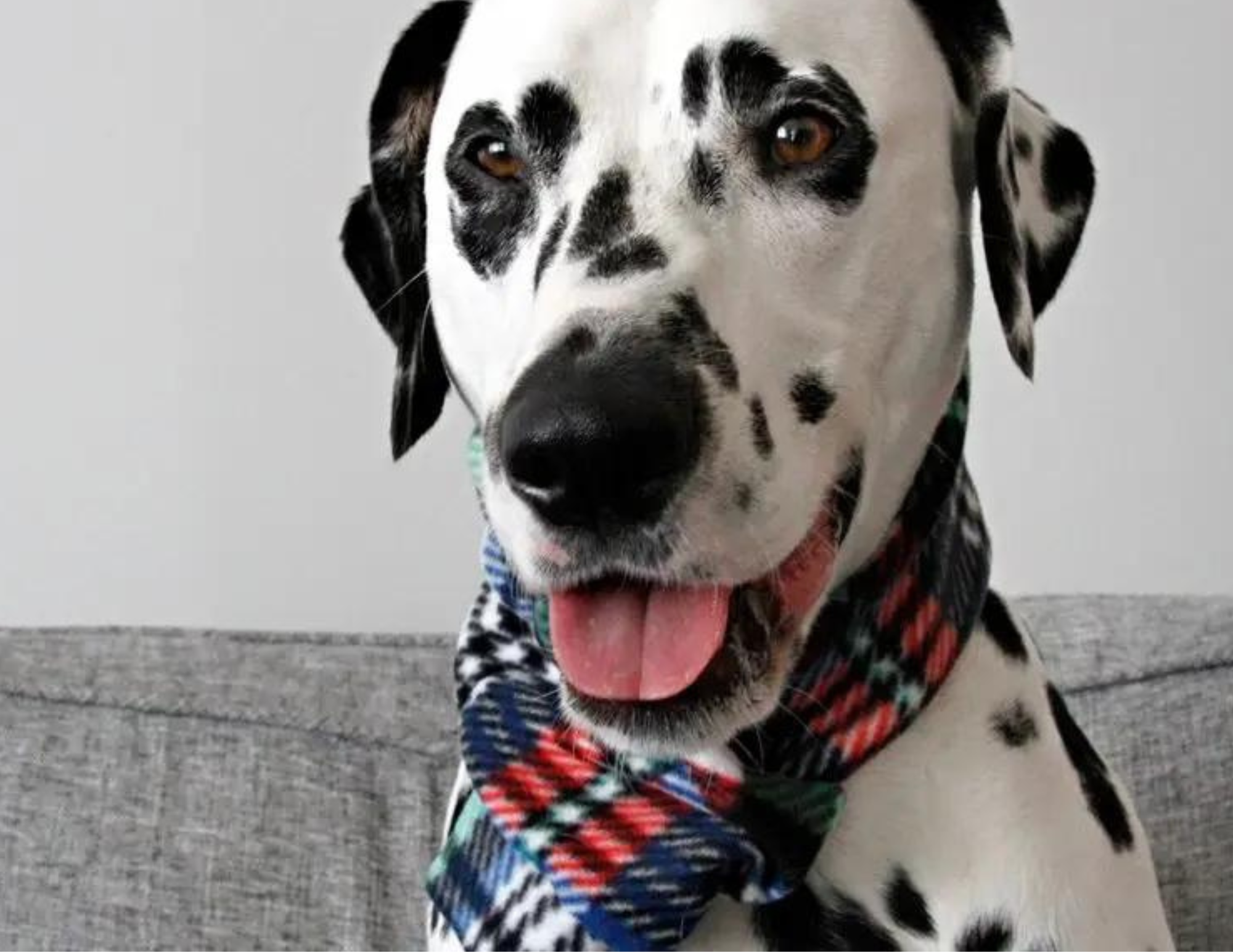 cute dog in a fleece scarf