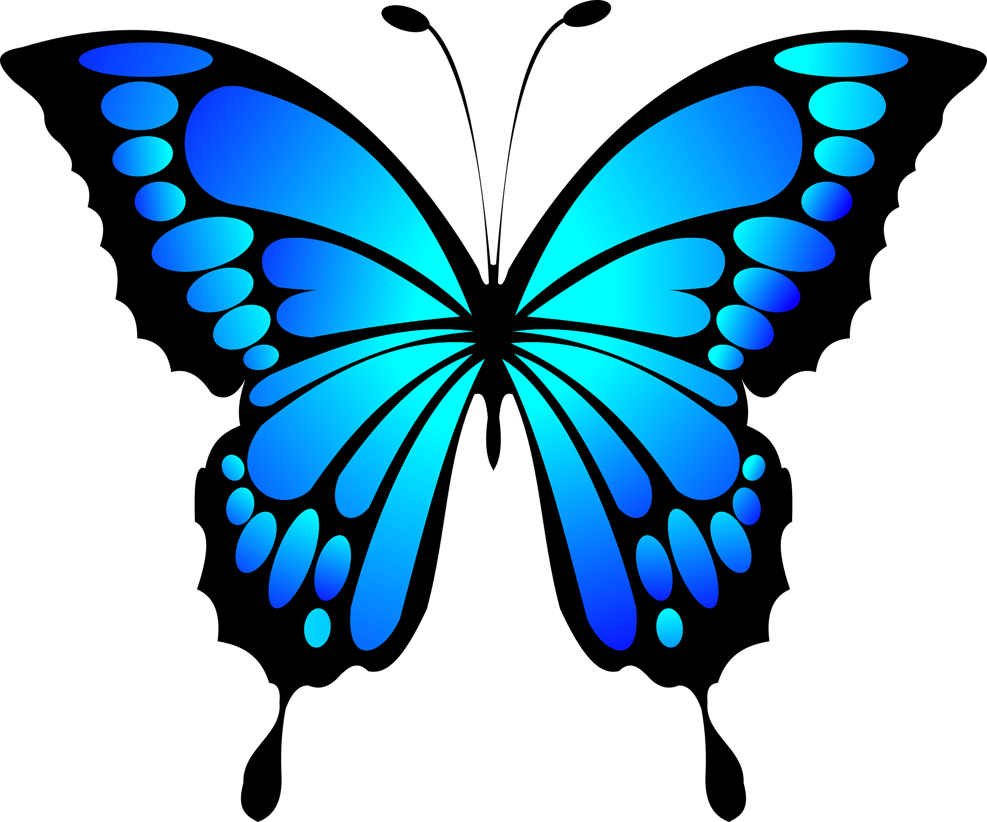 blue butterfly