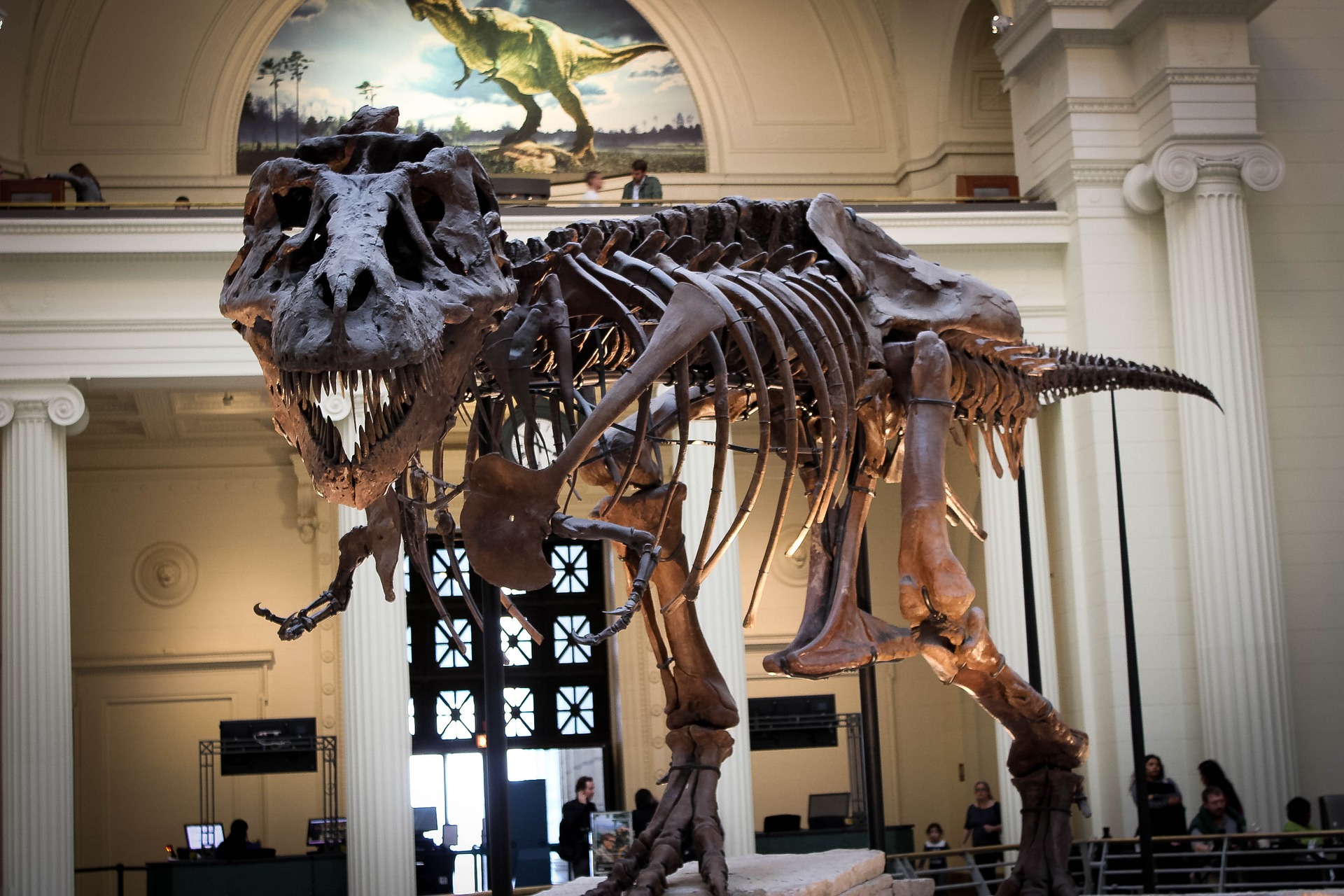 Dinosaur T-Rex Fossil Skeleton