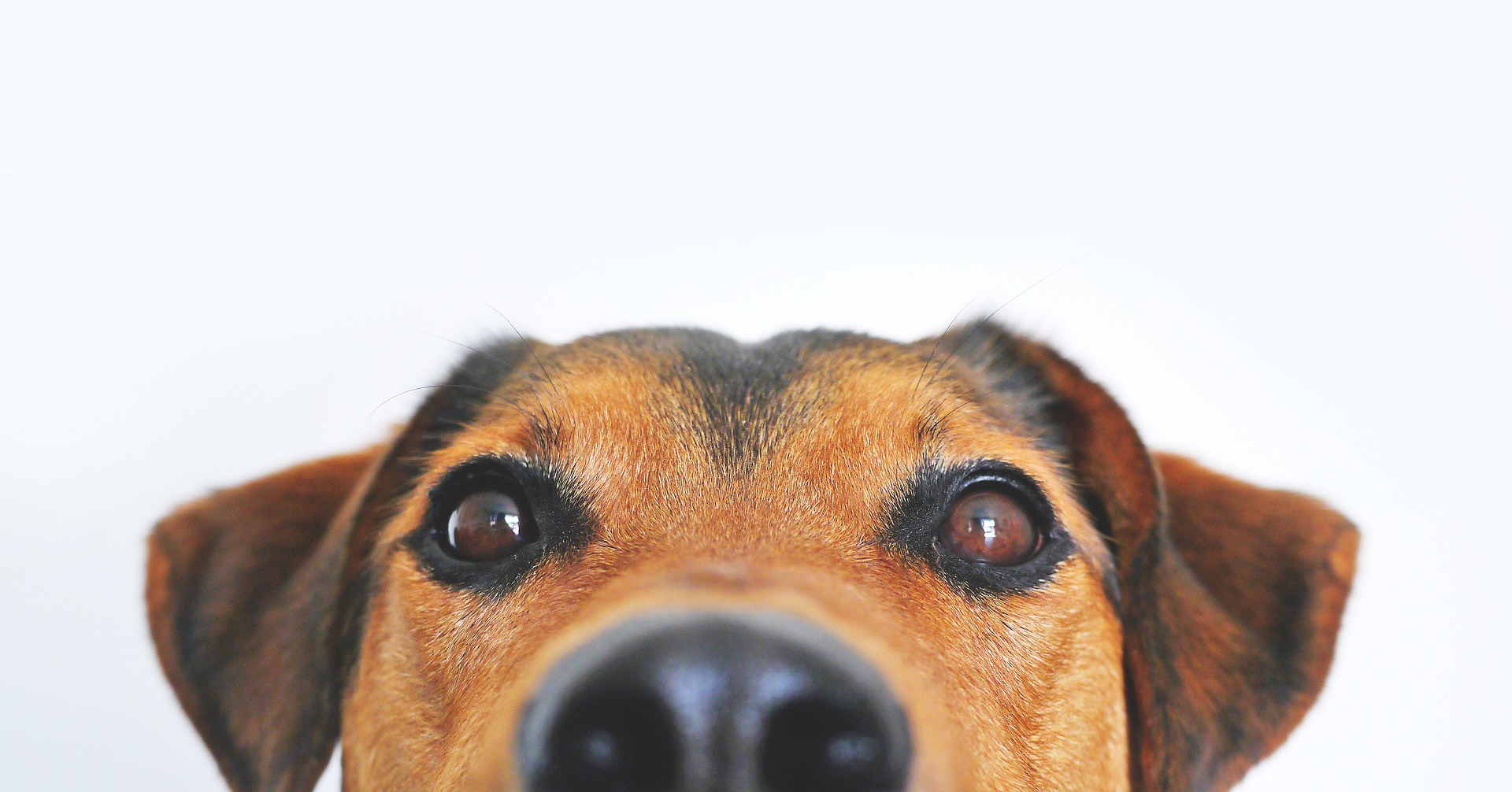 Mixed breed dog looking at camera