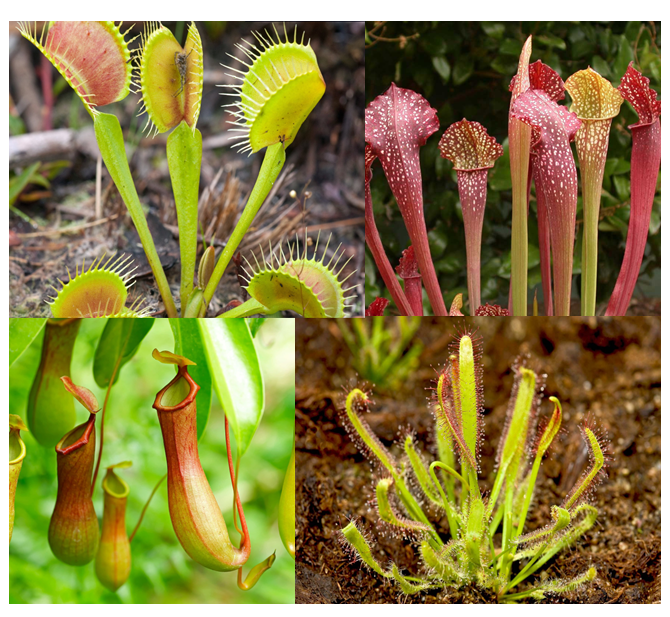 image showing four different types of carnivorous plants