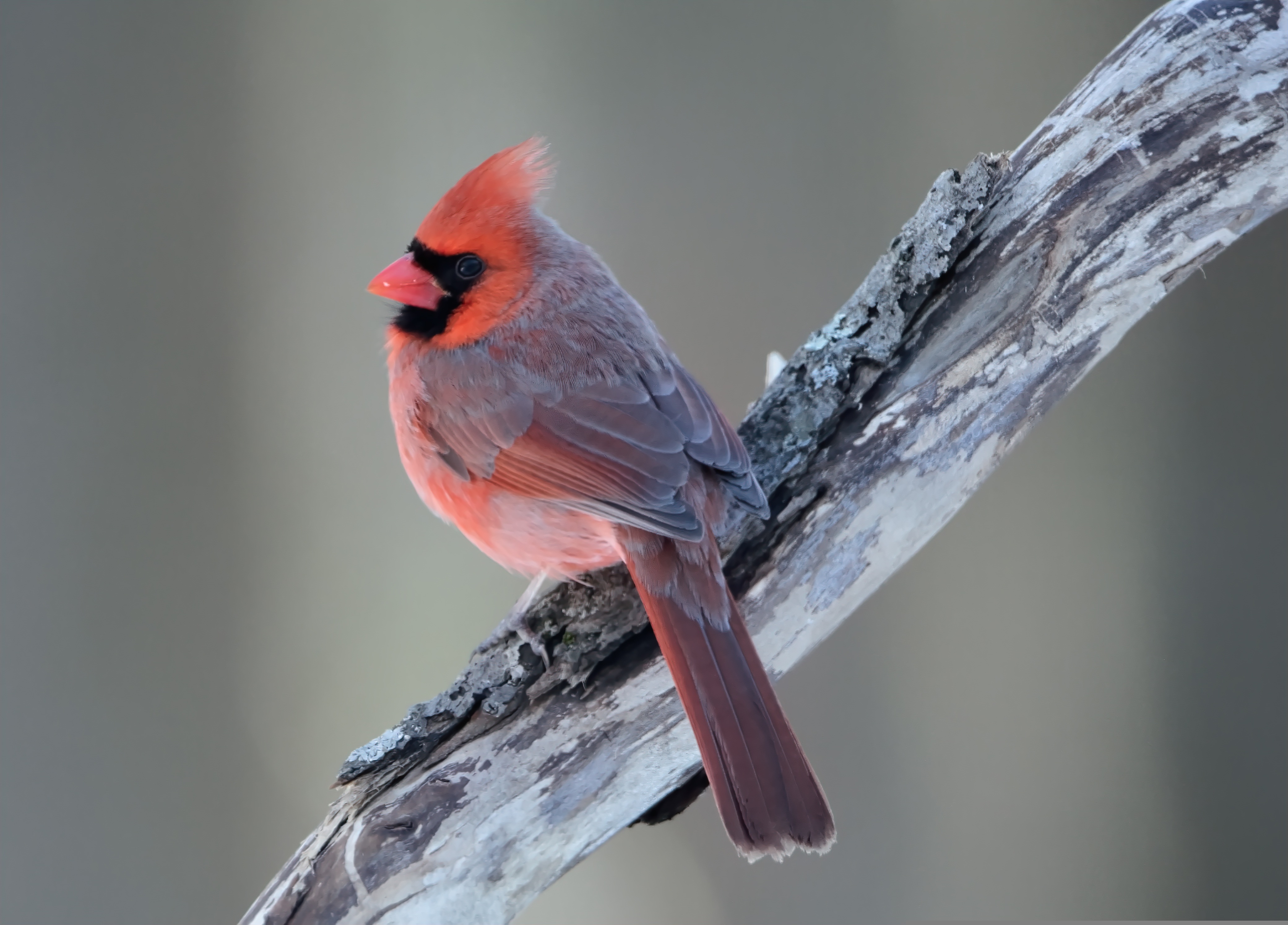 Northern cardinal bird sitting on tree branch