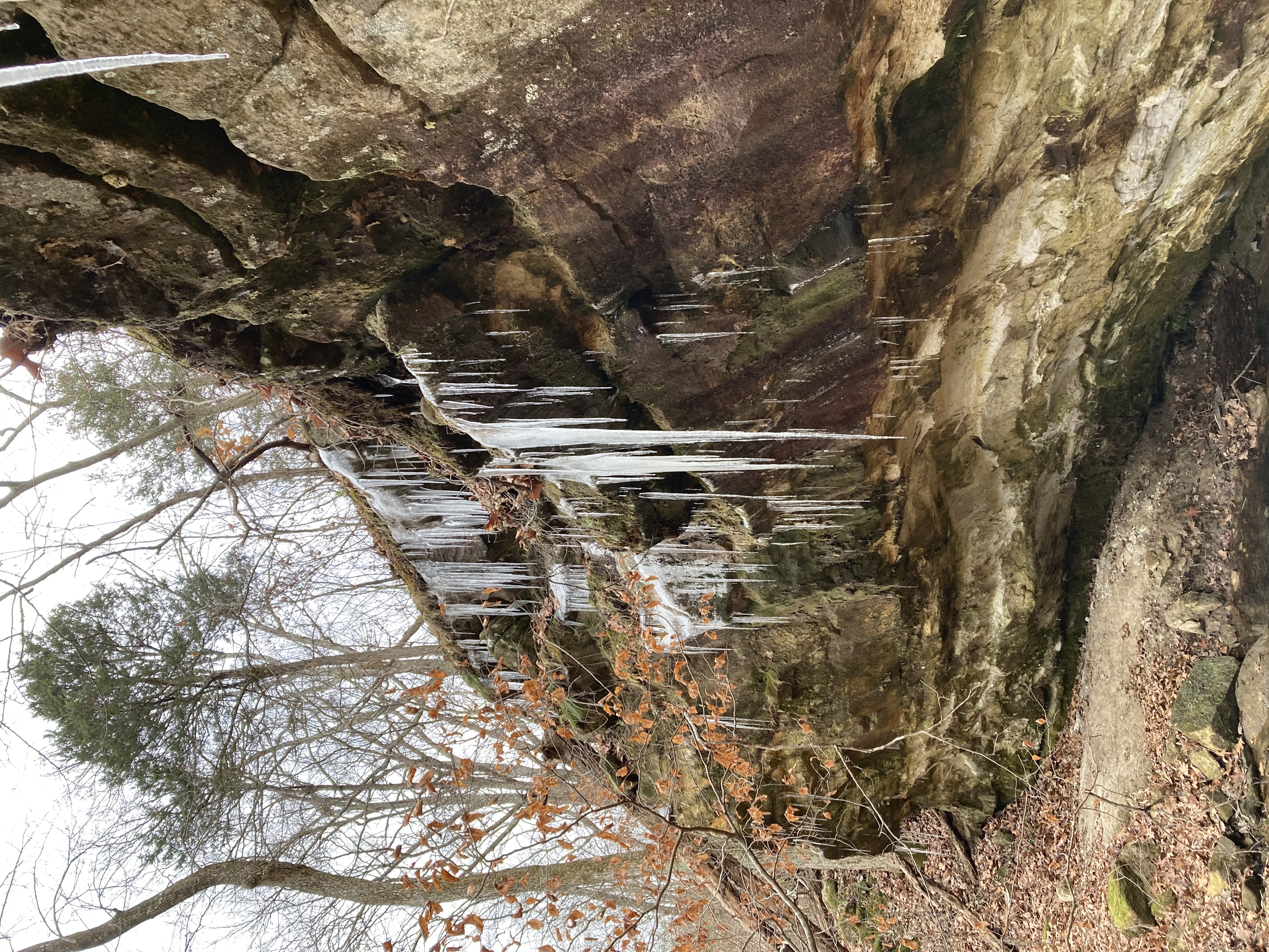 picture in the woods with icicles coming off rock formations 