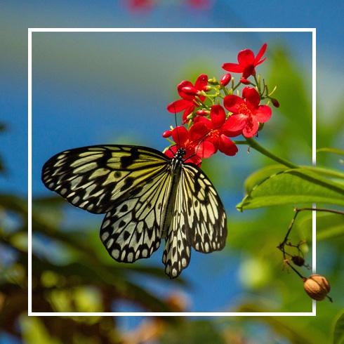 butterfly on a flower